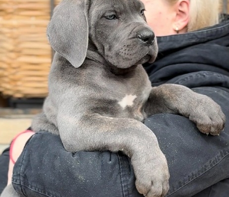 Ogłoszenie - Cane Corso szczenięta. Zdjęcie 7