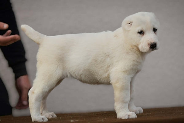 Ogłoszenie - Owczarek Środkowoazjatycki – szczenięta najwyższej jakości. Zdjęcie 7