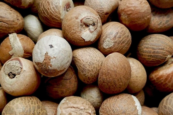 Ogłoszenie - Sprzedajemy suszone orzechy betelowe / orzechy arekowe. Zdjęcie 1