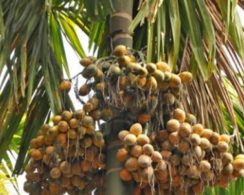 Ogłoszenie - Sprzedajemy suszone orzechy betelowe / orzechy arekowe. Zdjęcie 4