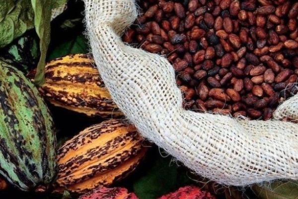 Ogłoszenie - Sprzedajemy suszone na słońcu ziarna kakao / ziarna kawy. Zdjęcie 1