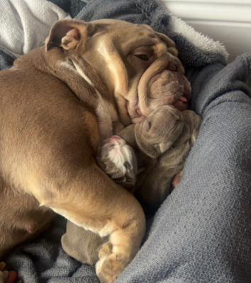 Ogłoszenie - English Bulldog Puppies. Zdjęcie 4
