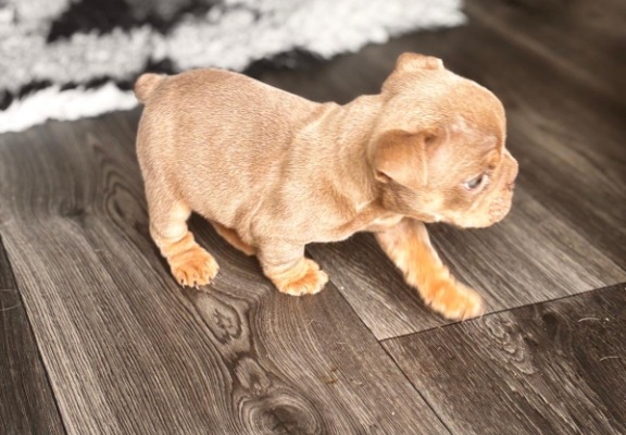 Ogłoszenie - English Bulldog Puppies. Zdjęcie 1