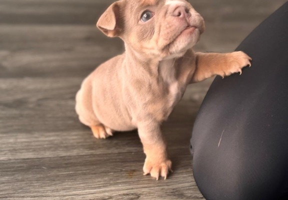 Ogłoszenie - English Bulldog Puppies. Zdjęcie 2