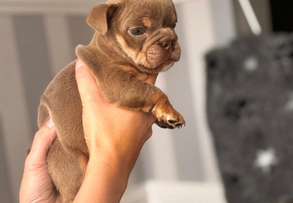 Ogłoszenie - English Bulldog Puppies. Zdjęcie 3