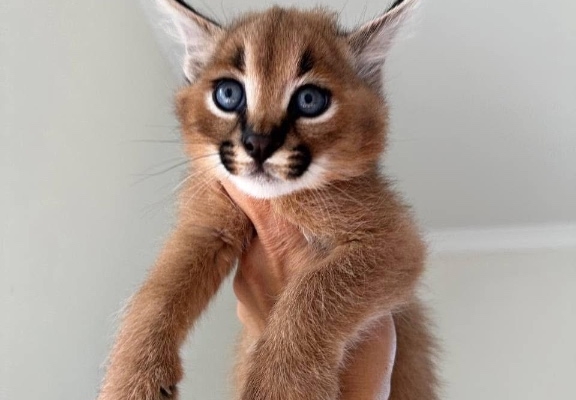 Ogłoszenie - Savannah z małymi kociętami karakalowymi. Zdjęcie 7