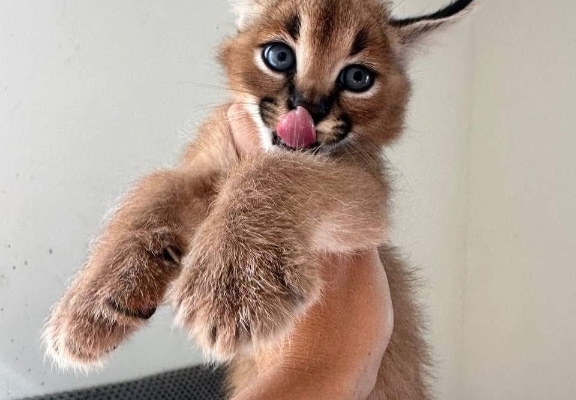 Ogłoszenie - Savannah z małymi kociętami karakalowymi. Zdjęcie 6