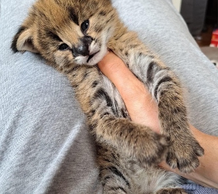 Ogłoszenie - Savannah z małymi kociętami karakalowymi. Zdjęcie 1