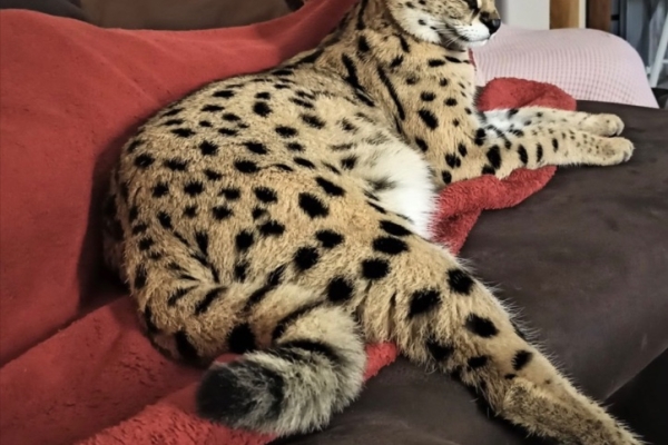 Ogłoszenie - Savannah z małymi kociętami karakalowymi. Zdjęcie 5