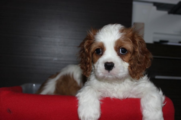 Ogłoszenie - Cavalier King Charles Spaniel szczeniaczki ZKwP po CH.PL.. Zdjęcie 5
