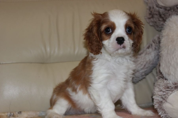 Ogłoszenie - Cavalier King Charles Spaniel szczeniaczki ZKwP po CH.PL.. Zdjęcie 7