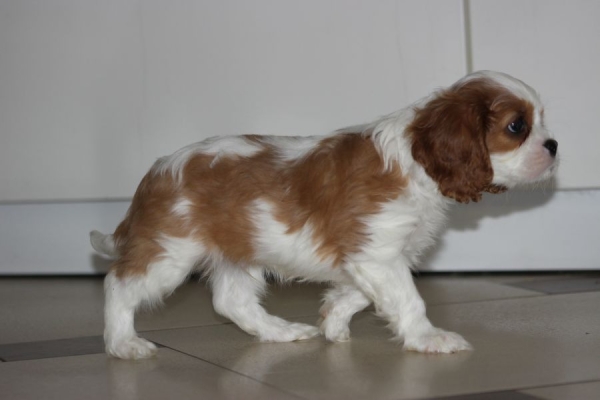 Ogłoszenie - Cavalier King Charles Spaniel szczeniaczki ZKwP po CH.PL.. Zdjęcie 6