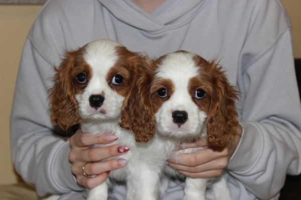 Ogłoszenie - Cavalier King Charles Spaniel szczeniaczki ZKwP po CH.PL.. Zdjęcie 1