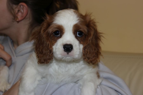 Ogłoszenie - Cavalier King Charles Spaniel szczeniaczki ZKwP po CH.PL.. Zdjęcie 3