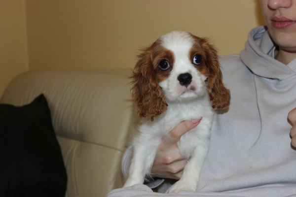 Ogłoszenie - Cavalier King Charles Spaniel szczeniaczki ZKwP po CH.PL.. Zdjęcie 8