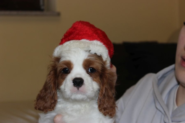 Ogłoszenie - Cavalier King Charles Spaniel szczeniaczki ZKwP po CH.PL.. Zdjęcie 2