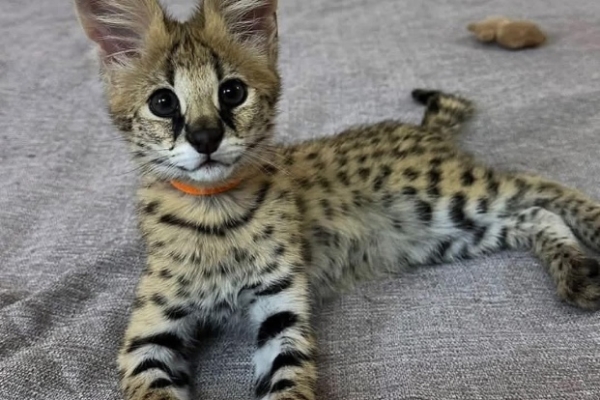 Ogłoszenie - Savannah z małymi kociętami karakalowymi. Zdjęcie 4