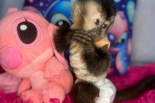 Ogłoszenie - Zdrowe młode małpki kapucynki do adopcji. Zdjęcie 1