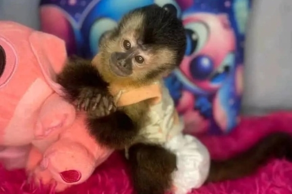 Ogłoszenie - Dostępne są małpki kapucynki.. Zdjęcie 1