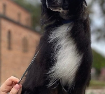 Ogłoszenie - Chiński Grzywacz – szczenięta na sprzedaż. Zdjęcie 5