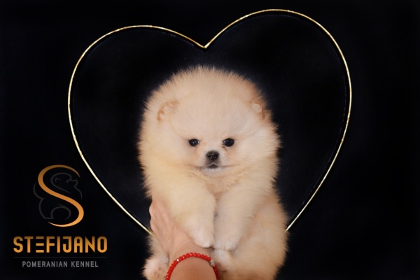 Ogłoszenie - Pomeranian – Piękne szczenięta. Zdjęcie 1