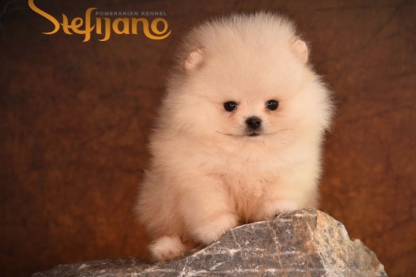 Ogłoszenie - Pomeranian – Piękne szczenięta. Zdjęcie 5