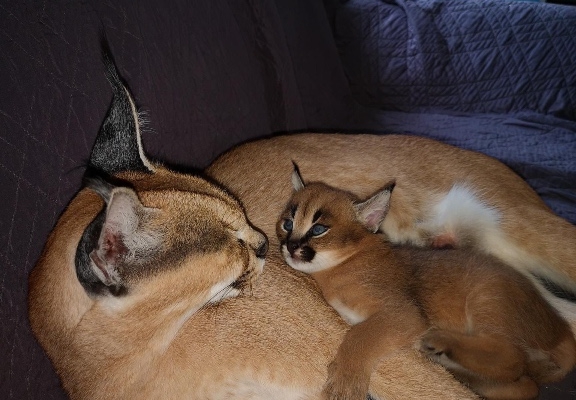 Ogłoszenie - Savannah z małymi kociętami karakalowymi. Zdjęcie 2