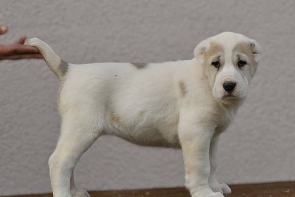 Ogłoszenie - Owczarek Środkowoazjatycki – szczenięta najwyższej jakości. Zdjęcie 8