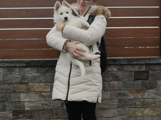 Ogłoszenie - Biały Owczarek Szwajcarski – Szczenięta. Zdjęcie 5