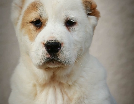 Ogłoszenie - Owczarek Środkowoazjatycki – szczenięta najwyższej jakości. Zdjęcie 5