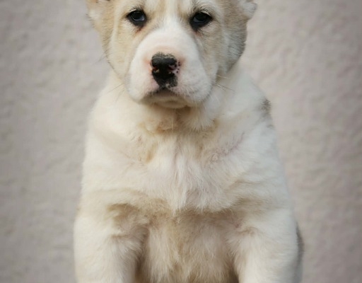 Ogłoszenie - Owczarek Środkowoazjatycki – szczenięta najwyższej jakości. Zdjęcie 3