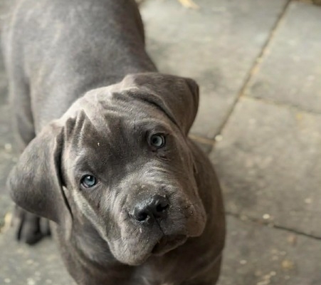 Ogłoszenie - Cane Corso szczenięta. Zdjęcie 4