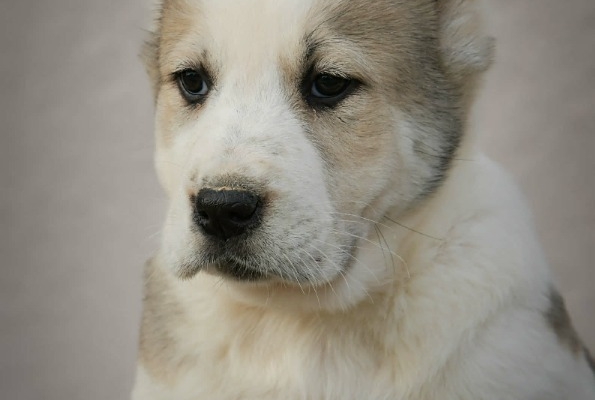 Ogłoszenie - Owczarek Środkowoazjatycki – szczenięta najwyższej jakości. Zdjęcie 4