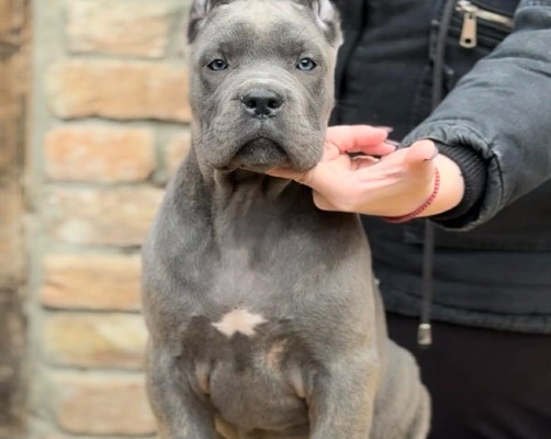 Ogłoszenie - Cane Corso szczenięta. Zdjęcie 5