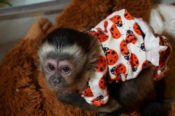 Ogłoszenie - Urocze małpki kapucynki szukają nowego domu.. Zdjęcie 1