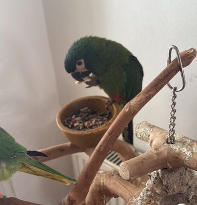 Ogłoszenie - Ara niebieskoskrzydła. Zdjęcie 2