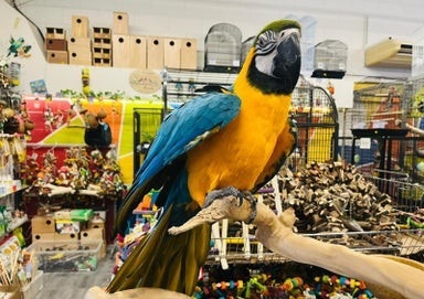 Ogłoszenie - Super oswojona samica ary niebiesko-złotej. Zdjęcie 2