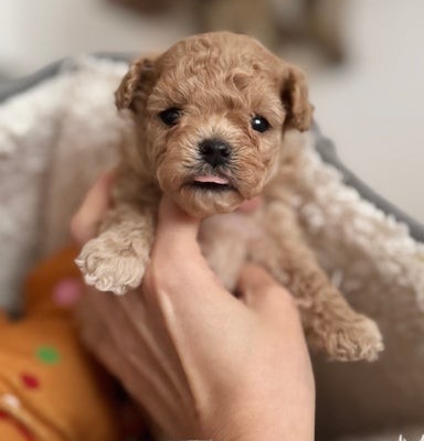 Ogłoszenie - Luksusowe, pluszowe buźki koreańskich/azjatyckich maltipoo✨. Zdjęcie 3