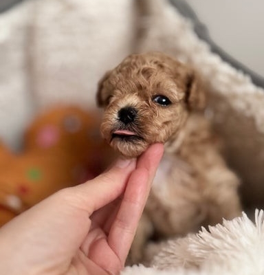 Ogłoszenie - Luksusowe, pluszowe buźki koreańskich/azjatyckich maltipoo✨. Zdjęcie 1