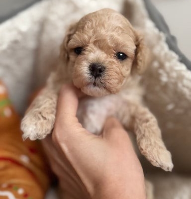 Ogłoszenie - Luksusowe, pluszowe buźki koreańskich/azjatyckich maltipoo✨. Zdjęcie 6