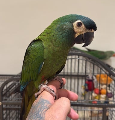 Ogłoszenie - Ara niebieskoskrzydła. Zdjęcie 1