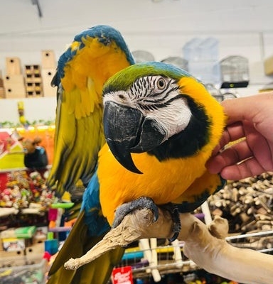 Ogłoszenie - Super oswojona samica ary niebiesko-złotej. Zdjęcie 1