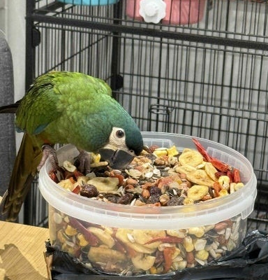 Ogłoszenie - Ara niebieskoskrzydła. Zdjęcie 3