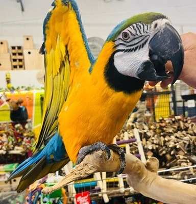 Ogłoszenie - Super oswojona samica ary niebiesko-złotej. Zdjęcie 3