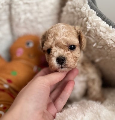 Ogłoszenie - Luksusowe, pluszowe buźki koreańskich/azjatyckich maltipoo✨. Zdjęcie 8