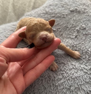 Ogłoszenie - Luksusowe, pluszowe buźki koreańskich/azjatyckich maltipoo✨. Zdjęcie 7