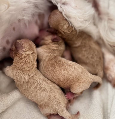 Ogłoszenie - Luksusowe, pluszowe buźki koreańskich/azjatyckich maltipoo✨. Zdjęcie 9