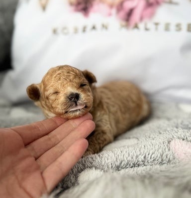 Ogłoszenie - Luksusowe, pluszowe buźki koreańskich/azjatyckich maltipoo✨. Zdjęcie 4