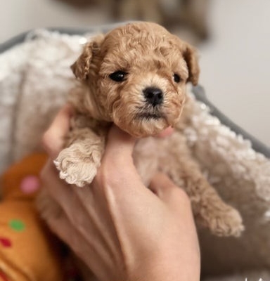 Ogłoszenie - Luksusowe, pluszowe buźki koreańskich/azjatyckich maltipoo✨. Zdjęcie 2