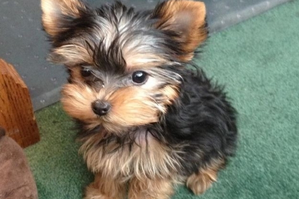 Ogłoszenie - Szczenięta yorkshire terrier do adopcji.. Zdjęcie 1